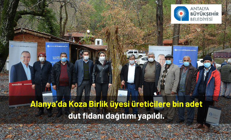 Alanya’da Koza Birlik üyesi üreticilere bin adet dut fidanı dağıtımı yapıldı.