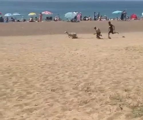 Sahibinden kaçan kurbanlık kuzu plajı birbirine kattı