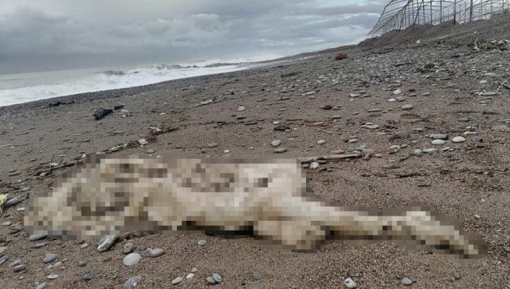 Manavgat sahilde başı ve sağ kolu olmayan çürümüş bir ceset bulundu