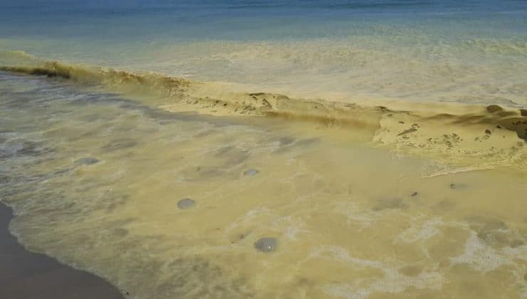 Alanya’da deniz kıyısında sarı köpük içinde ölü denizanaları görüldü